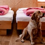  Photo of Double room 'Pet friendly'