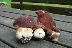025 Porcini trovati a Bedolpian