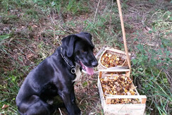 autunno con i funghi