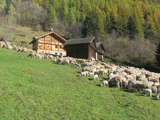 B&B Mas di Zonadi - Rabbi - Val di Sole