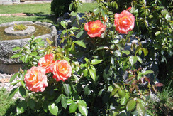 Rose profumate