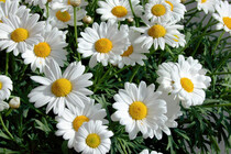 500000020457_Margheritagigante