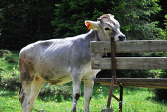 Cai Clusone giugno 2009 (29)