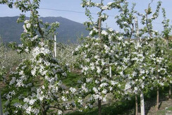 Meli in fiore a Caldonazzo