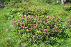 natura