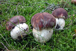 meravigliosi funghi