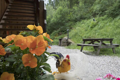 Mas de la Bolp, Val di Rabbi, Trentino, Anemone (4