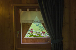 Mas de la Bolp, Val di Rabbi, Trentino, Genzianell