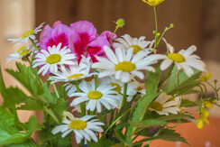 Mas de la Bolp, Val di Rabbi, Trentino, Anemone (2