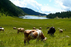 Pascoli al lago di Calaita