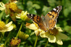 Natura viva