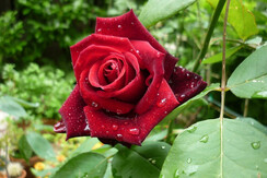 sansoni ornella - rosa