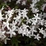 Foto di Appartamento Gelsomino