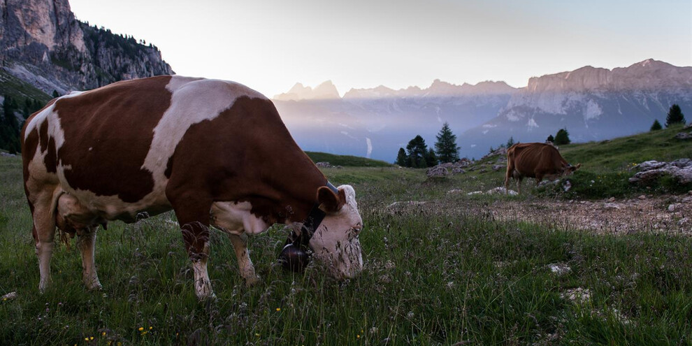 Albe-in-Malga