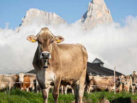 I segreti dell'alpeggio