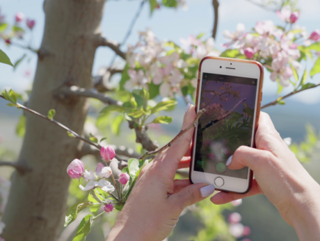 Fiori e Sapori: Primavera tra i meli in fiore
