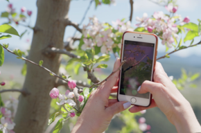 Aprile Dolce Fiorire