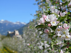Dal Canyon alla Cantina: fior fior di colori e sapori