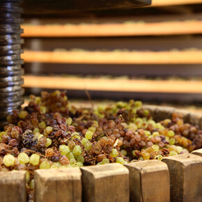 DivinNosiola. Wenn der Wein zu Vino Santo wird