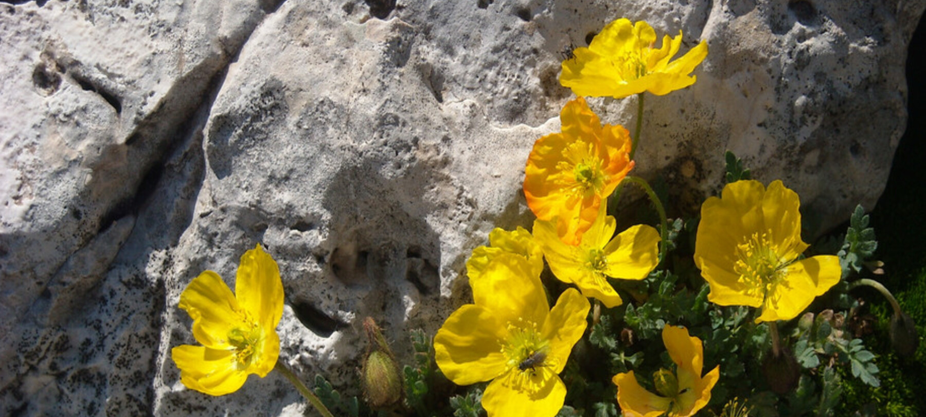 Via delle Normali: the flora of the Dolomites