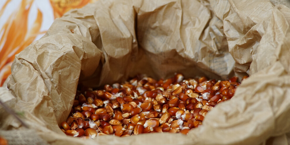 Festival della polenta di Storo