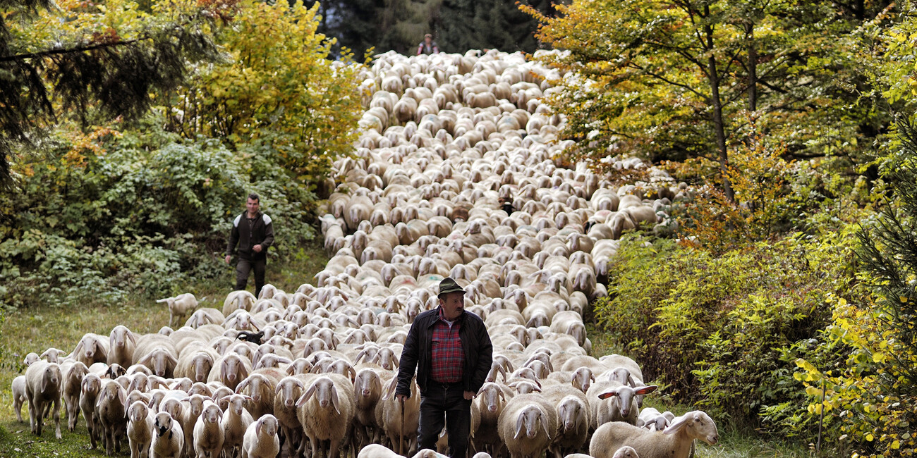 A SEASON TO SAVOUR Festivals of taste and tradition in Trentino’s villages #2