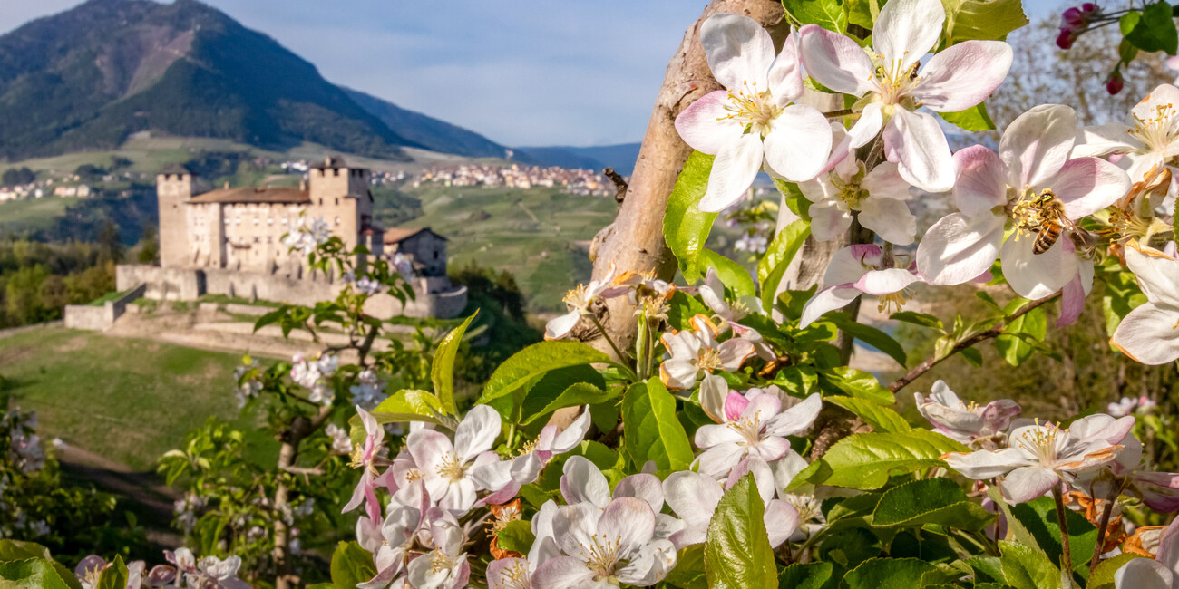 A Region in Bloom: Wildflowers, Blossom and Alpine Colour Spring awakens Trentino with scent, colour and quiet celebration #1
