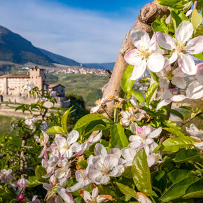 A Region in Bloom: Wildflowers, Blossom and Alpine Colour Spring...