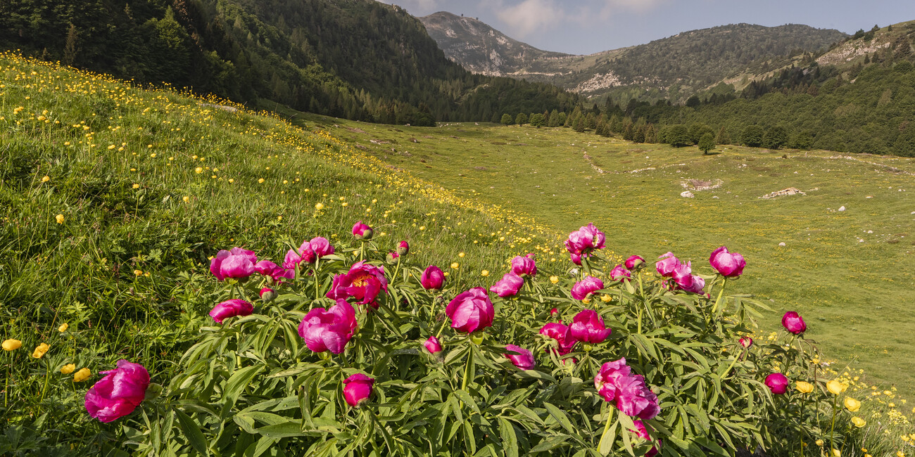 A Region in Bloom: Wildflowers, Blossom and Alpine Colour Spring awakens Trentino with scent, colour and quiet celebration #2