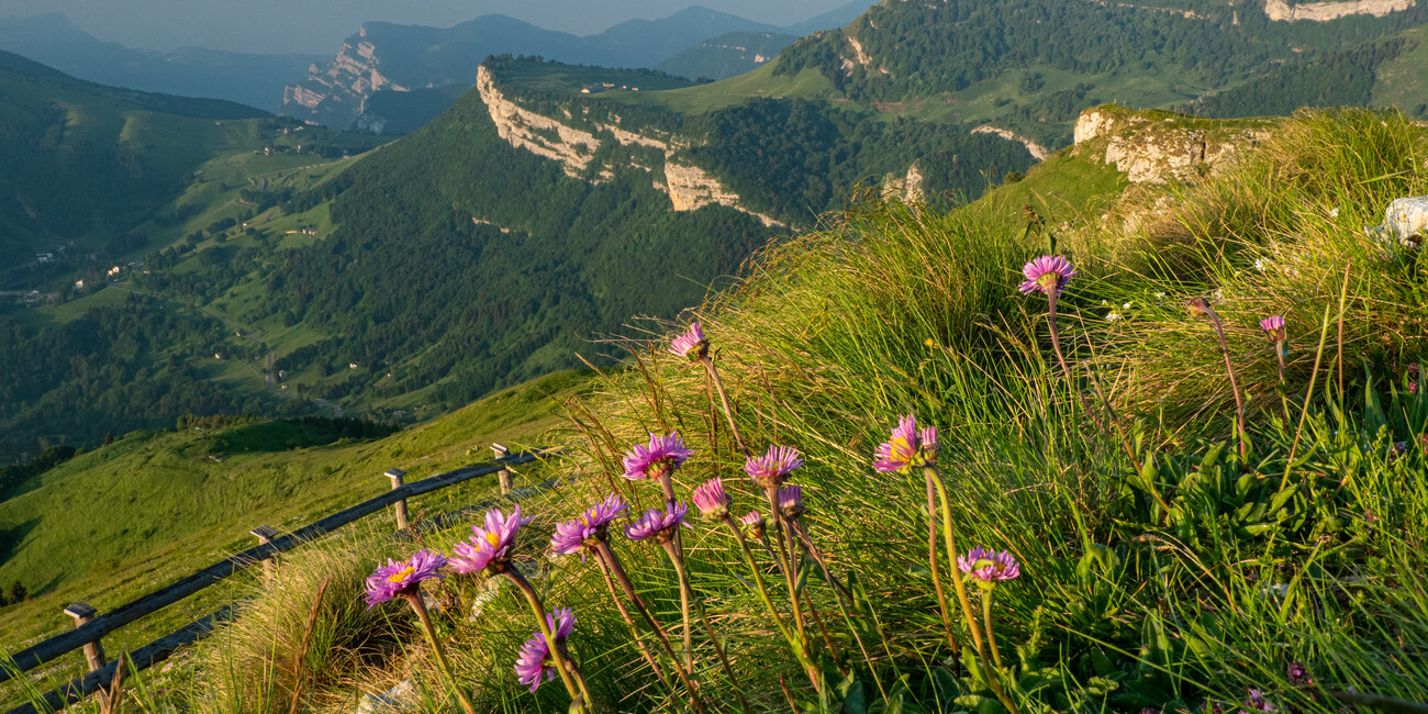 ПУТЕШЕСТВИЕ СРЕДИ САМЫХ КРАСИВЫХ АЛЬПИЙСКИХ ЦВЕТОВ #5