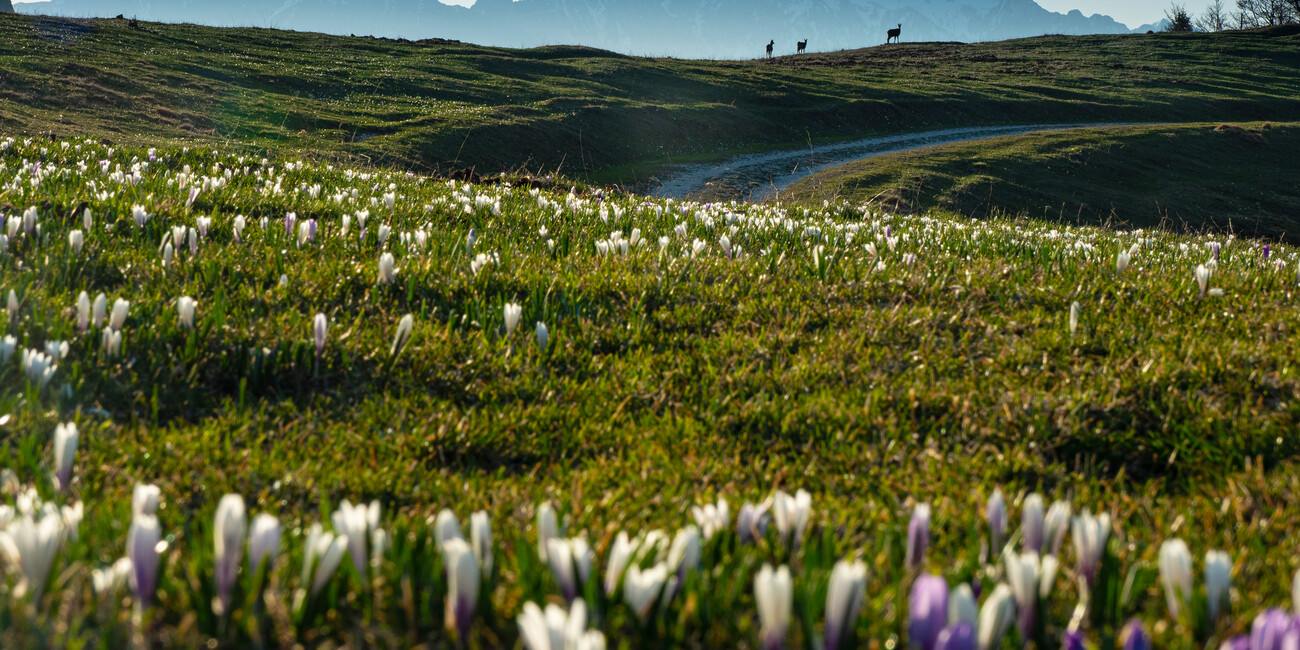 ПУТЕШЕСТВИЕ СРЕДИ САМЫХ КРАСИВЫХ АЛЬПИЙСКИХ ЦВЕТОВ #6