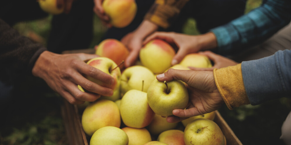 Pomaria - wielkie święto plonów