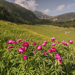 A JOURNEY THROUGH THE MOST SPECTACULAR ALPINE BLOOMS
