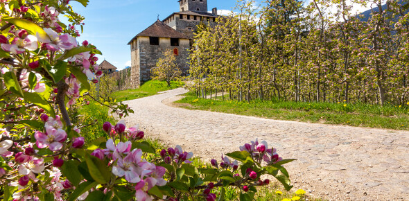 Un picnic nel giardino delle delizie