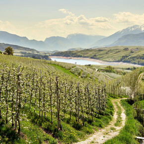 Ponti di Primavera 2026 in Trentino