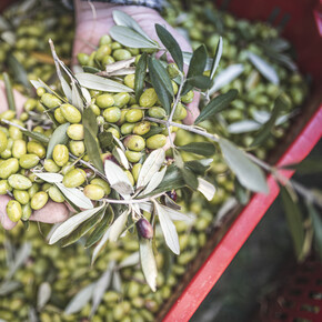 A season to savour Festivals of taste and tradition in Trentino’s...