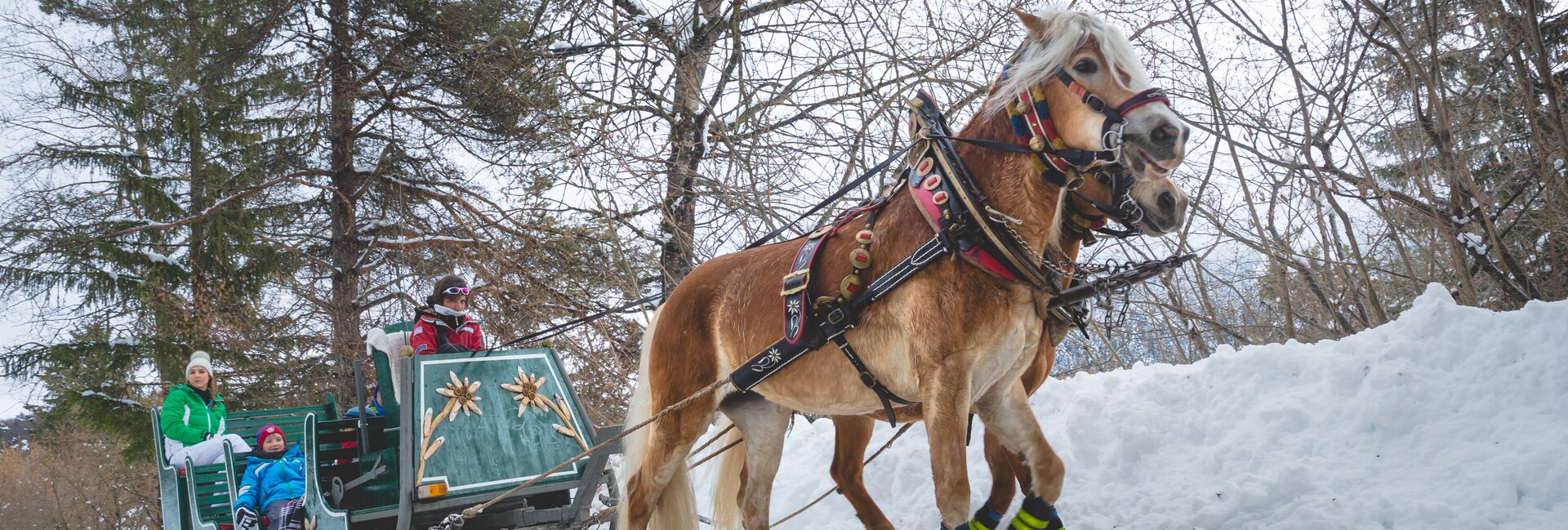 Andalo winter holiday | © Slitta con Cavalli - photo APT Paganella Dolomiti