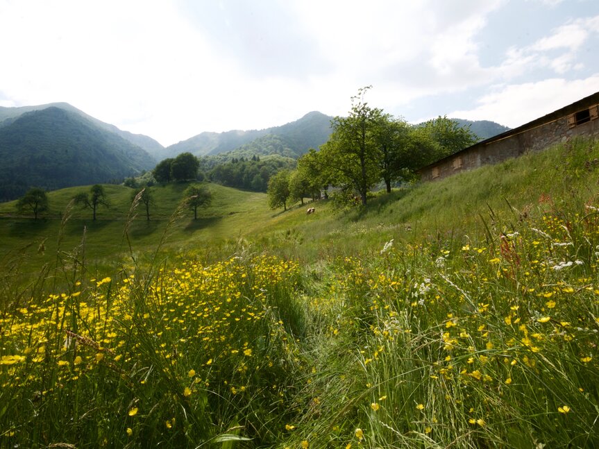 RR Alpi Ledrensi - Anna Sustersic - Malga Grassi | © RR Alpi Ledrensi - Anna Sustersic -Malga Grassi