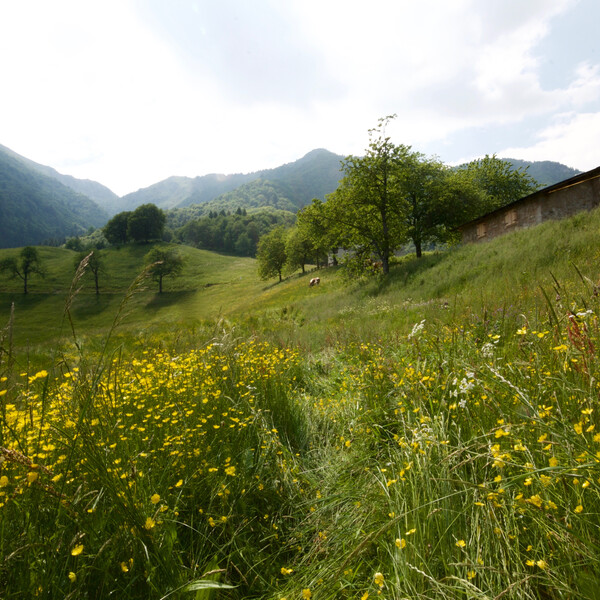 RR Alpi Ledrensi - Anna Sustersic - Malga Grassi | © RR Alpi Ledrensi - Anna Sustersic -Malga Grassi