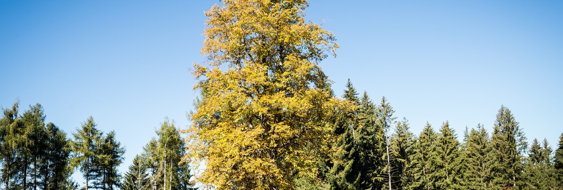 Rete di Riserve Cembra – Avisio | © Foto Archivio Rete di Riserve Cembra – Avisio