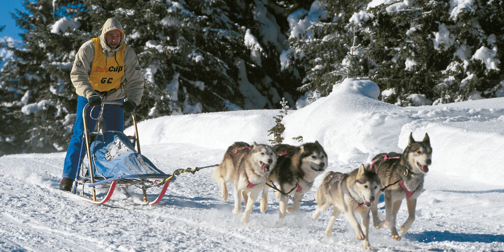 Trentino - sleddog