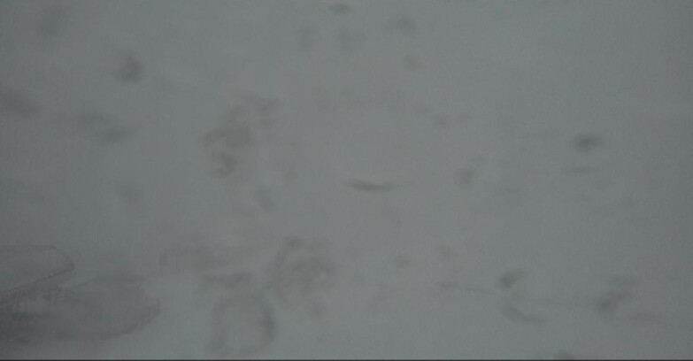 Webcam Bellamonte-Alpe Lusia - Bellamonte Alpe Lusia - Le Cune