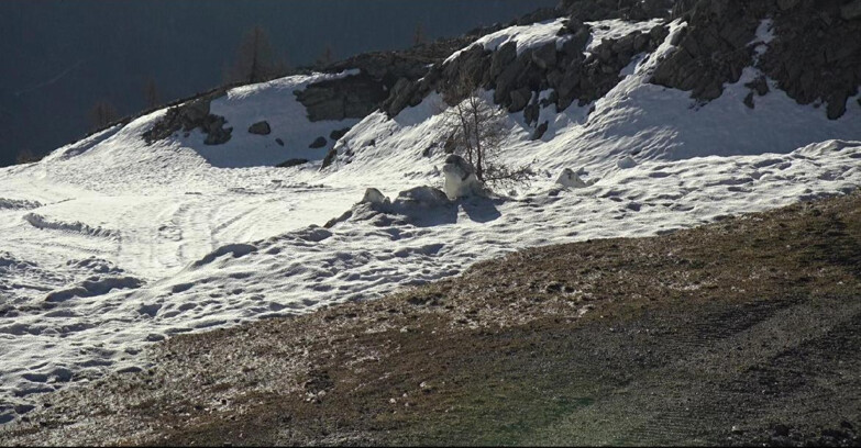 Webcam Сан-Мартино-ди-Кастроцца - Пассо-Ролле - Pista Tognola UNO