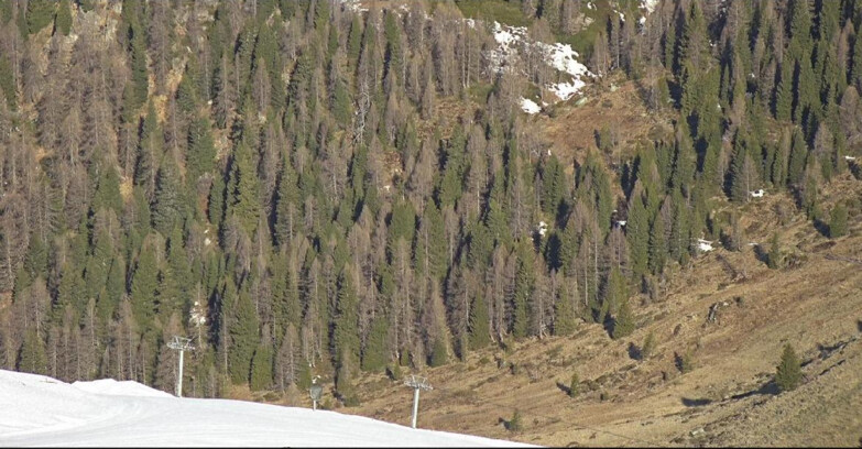Webcam Сан-Мартино-ди-Кастроцца - Пассо-Ролле - Tognola - Piste Scandola