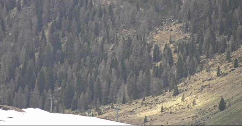 Webcam San Martino di Castrozza - Passo Rolle  - Tognola - Piste Scandola