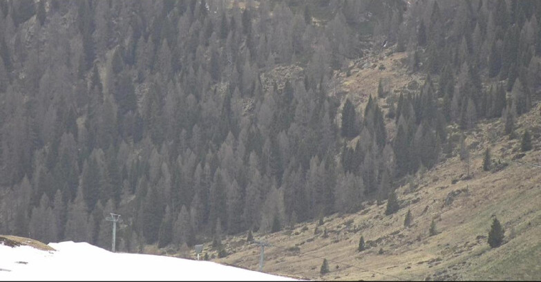 Webcam San Martino di Castrozza - Passo Rolle  - Tognola - Piste Scandola