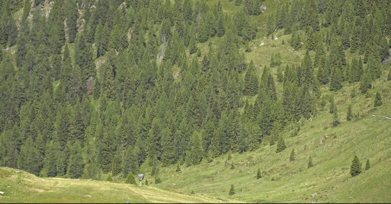 Webcam San Martino di Castrozza - Passo Rolle  - Tognola - Piste Scandola