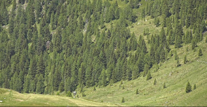Webcam San Martino di Castrozza - Passo Rolle  - Tognola - Piste Scandola