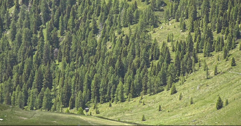 Webcam San Martino di Castrozza - Passo Rolle - Tognola - Piste Scandola