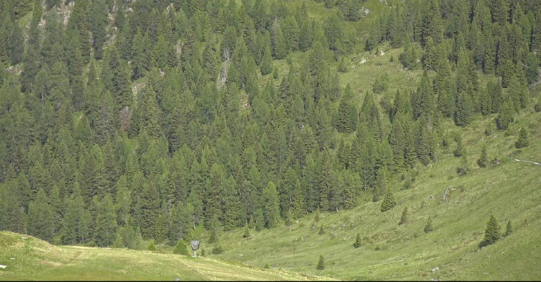 Webcam San Martino di Castrozza - Passo Rolle  - Tognola - Piste Scandola